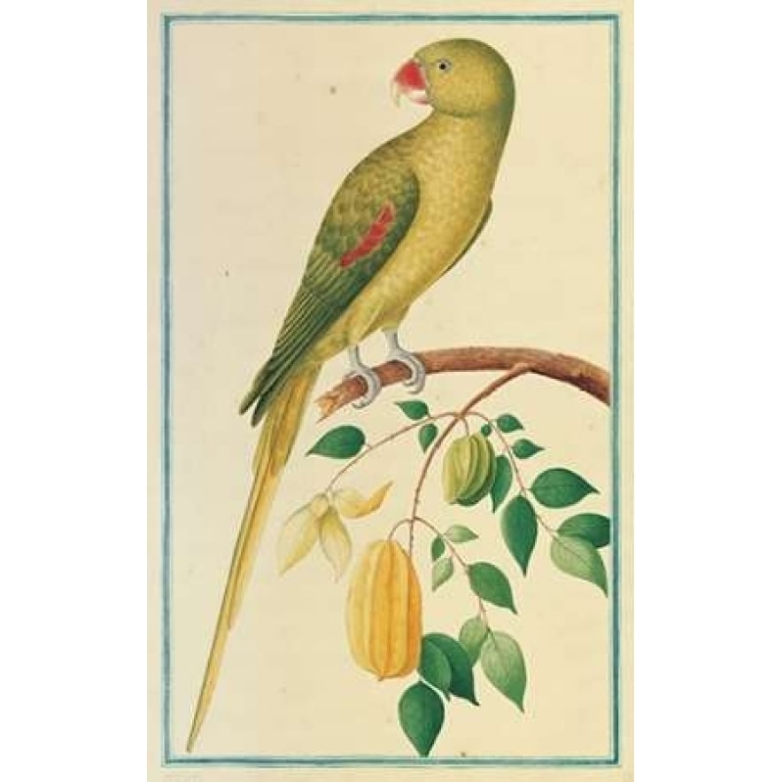 Alexandrine Parakeet. Left facing Poster Print by Pieter De Bevere-VARPDXPB09 Image 2