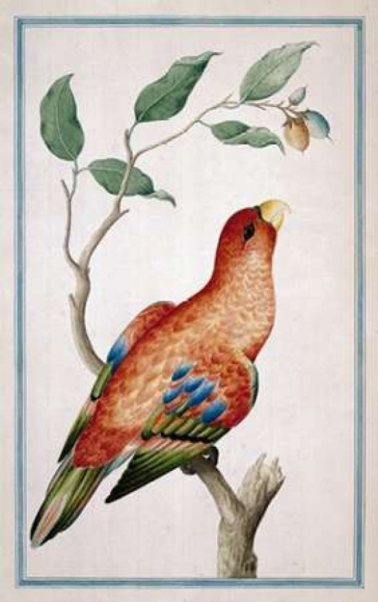 Lory Right facing Poster Print by Pieter De Bevere-VARPDXPB06 Image 2