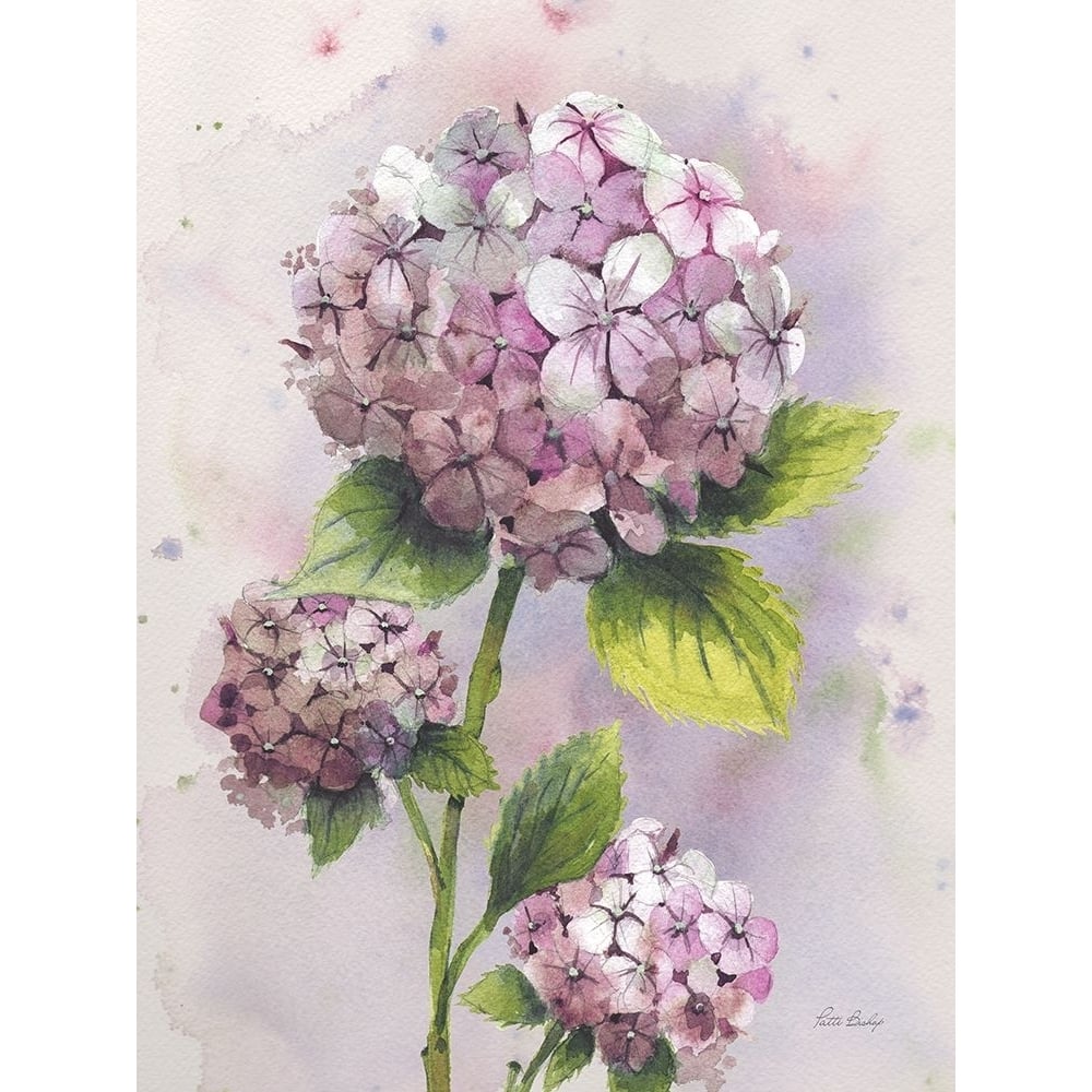 Hydrangea Pink Poster Print - Patti Bishop-VARPDXPBRC001B Image 1