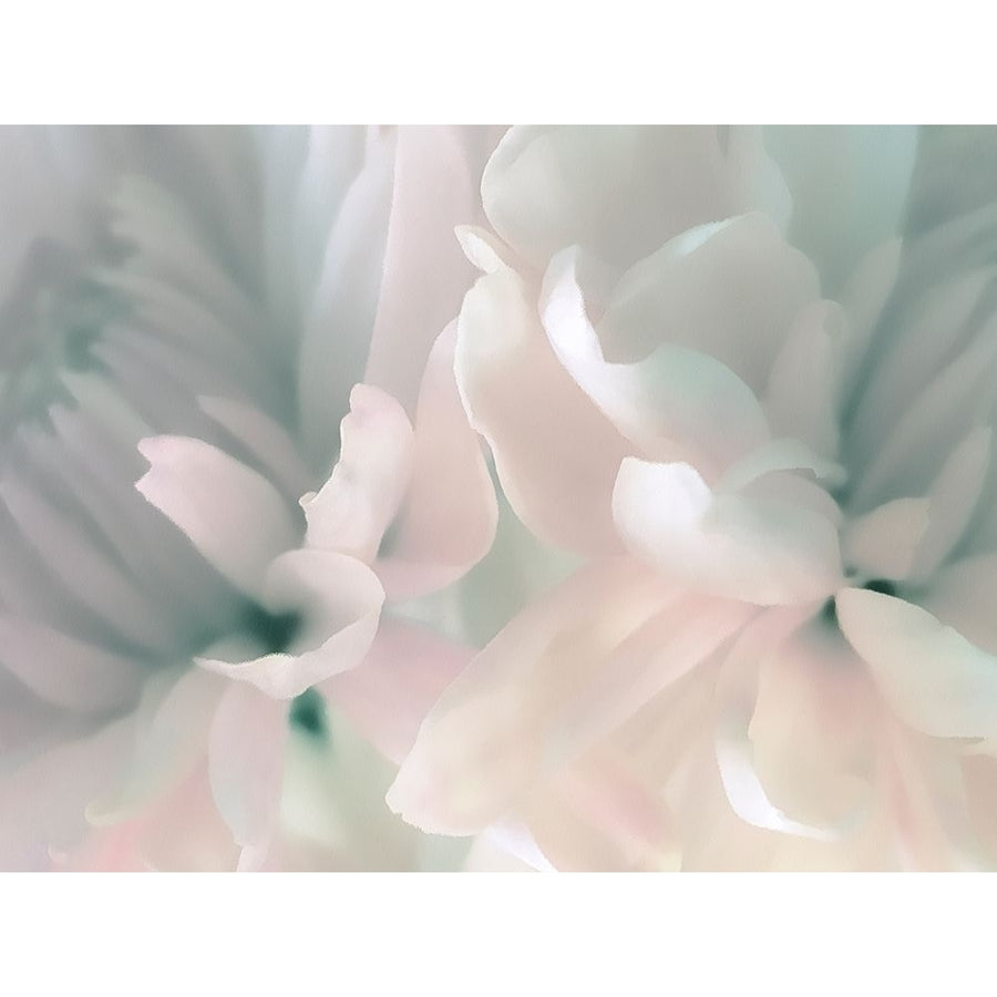 Chrysanthemum Pink and Cyan III by David Pollard-VARPDXPDV117950 Image 1