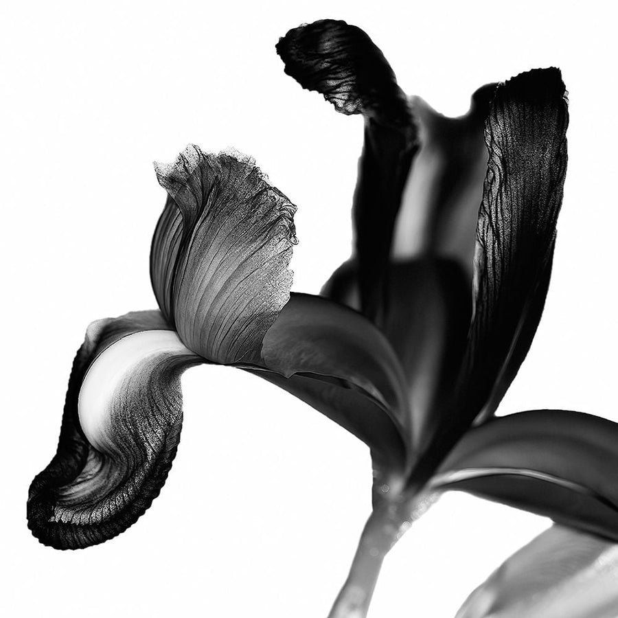 Iris I Black on White Poster Print by David Pollard-VARPDXPDV116955 Image 1