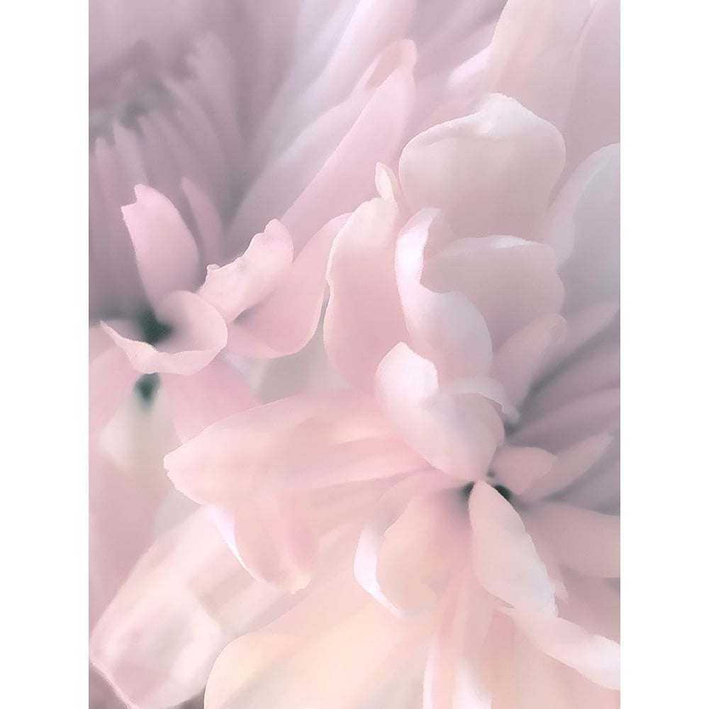 Chrysanthemum Pink Blush II by David Pollard-VARPDXPDV117952 Image 1