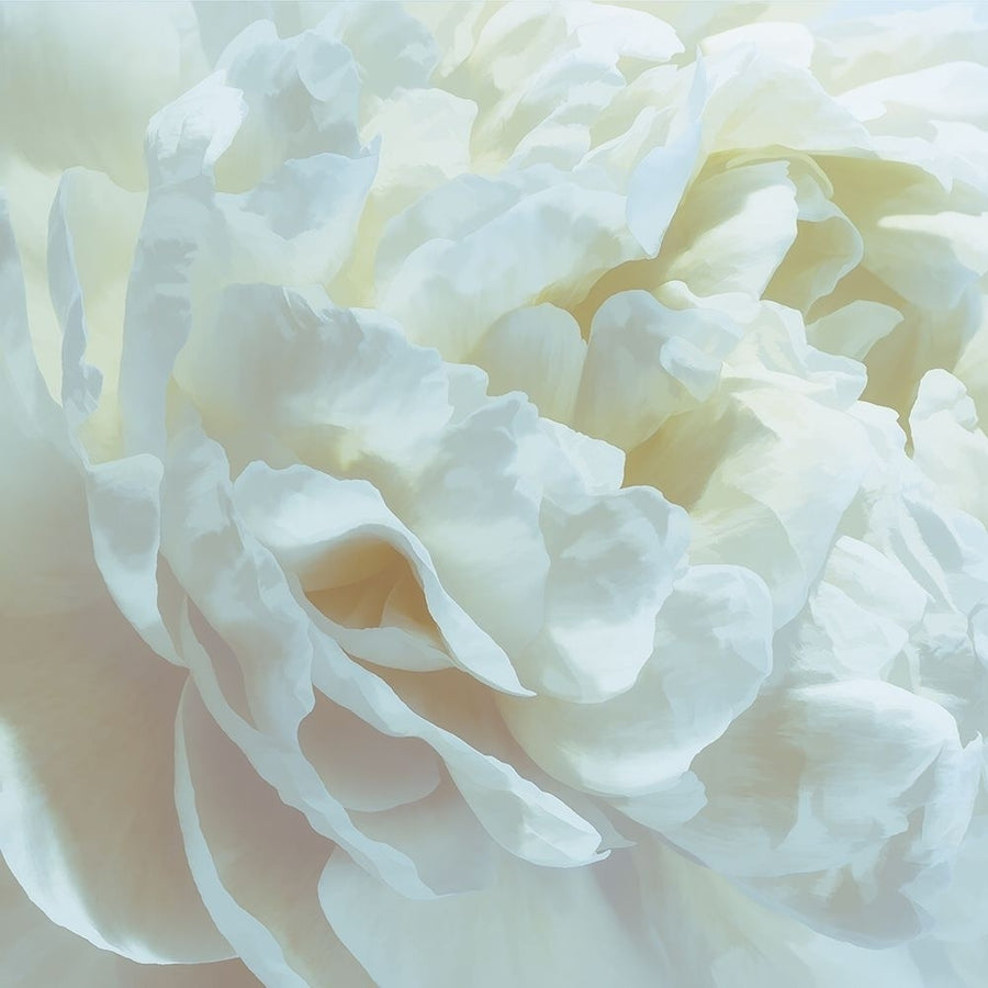 Peony Pale Yellow Blush I by David Pollard-VARPDXPDV117957 Image 1