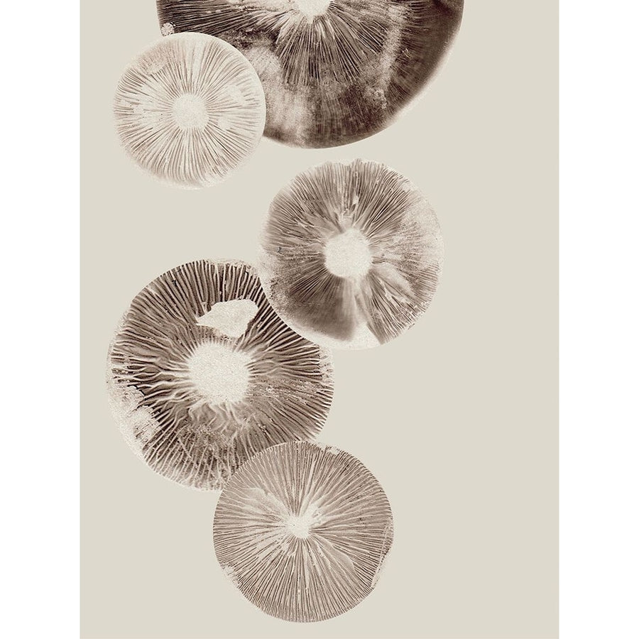 Mushroom 6 Light Brown Poster Print - Pernille Folcarelli-VARPDXPF29 Image 1