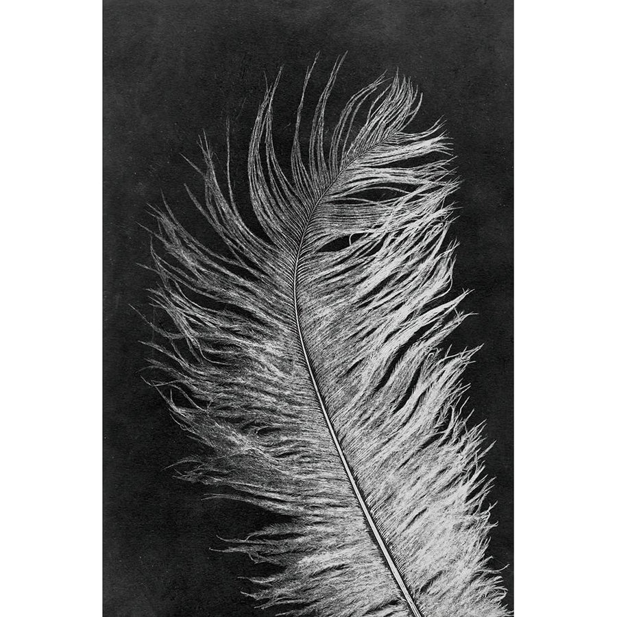 Feather 3 Dark Poster Print - Pernille Folcarelli-VARPDXPF46 Image 1