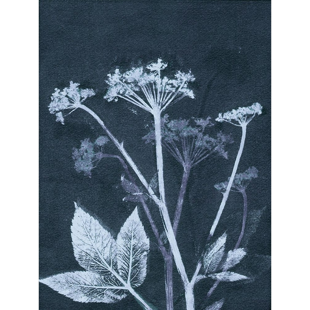 Ground Elder Poster Print - Pernille Folcarelli-VARPDXPF76 Image 1