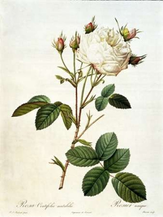 Rosa Centifolia Mutabilis Poster Print by Pierre-Joseph Redout_-VARPDXPJR03 Image 1