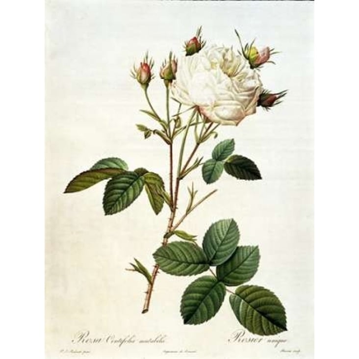 Rosa Centifolia Mutabilis Poster Print by Pierre-Joseph Redout_-VARPDXPJR03 Image 2