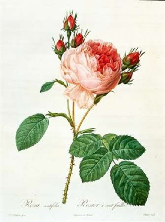 Rose Centifolia with 100 Petals Poster Print by Pierre-Joseph Redout_-VARPDXPJR01 Image 1