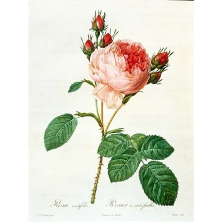 Rose Centifolia with 100 Petals Poster Print by Pierre-Joseph Redout_-VARPDXPJR01 Image 2