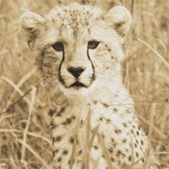 Young Cheetah Poster Print by Susann Parker-VARPDXPKR010 Image 2