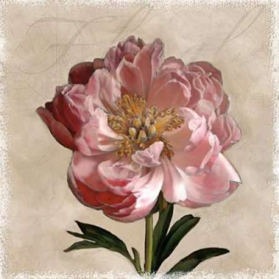 Peony I Poster Print by Janel Pahl-VARPDXPLP140 Image 1