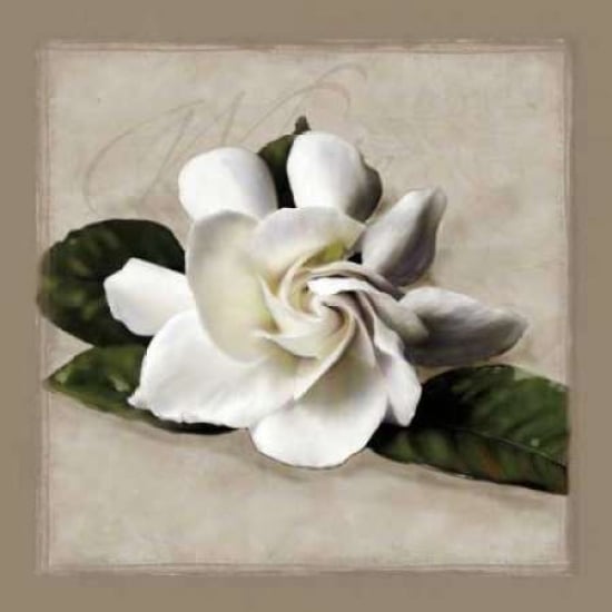 Botanical Gardenia Poster Print by Janel Pahl-VARPDXPLP145 Image 2