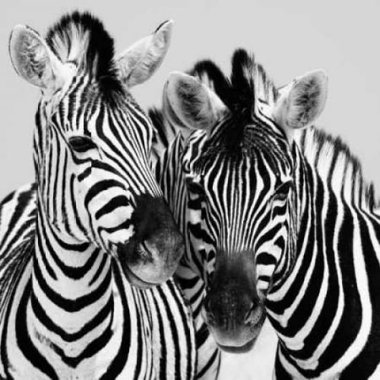 Namibia Zebras Poster Print by Nina Papiorek-VARPDXPNP103 Image 1