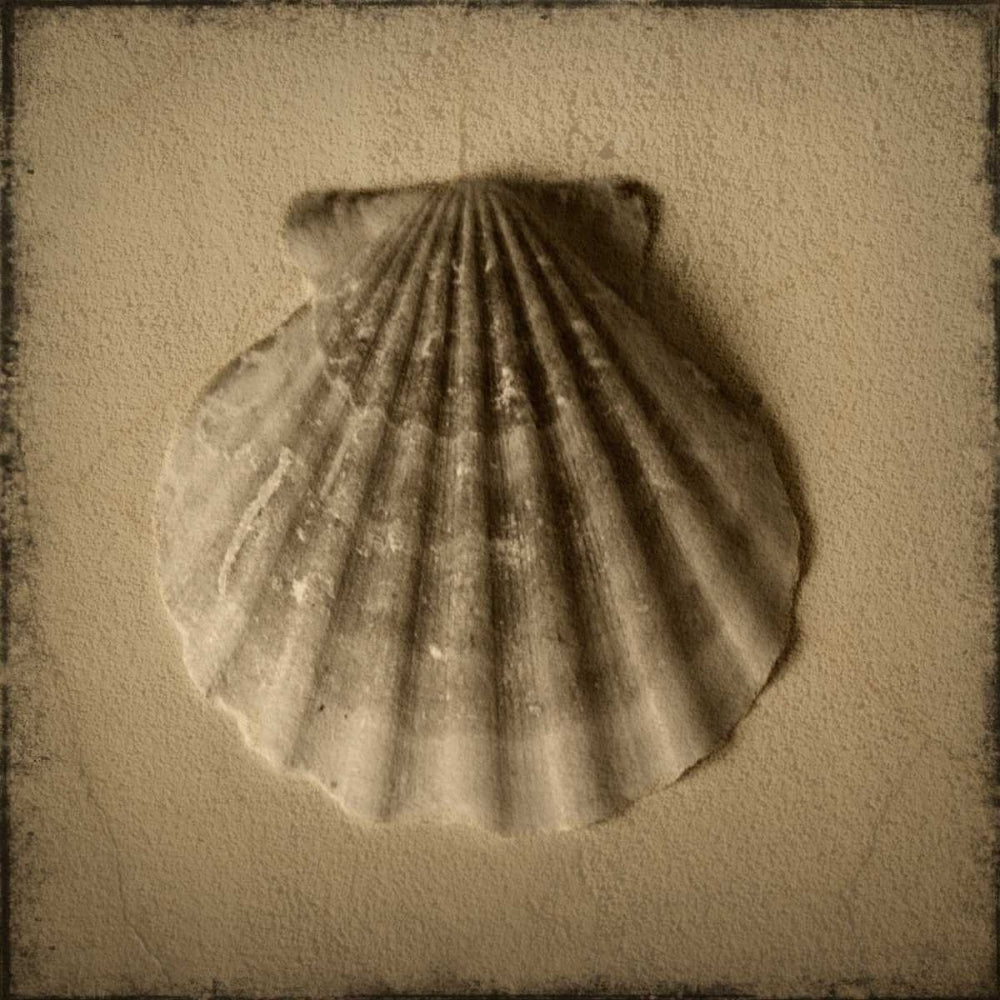 Seashell Study I Poster Print by Heather Jacks-VARPDXPOD5051 Image 1