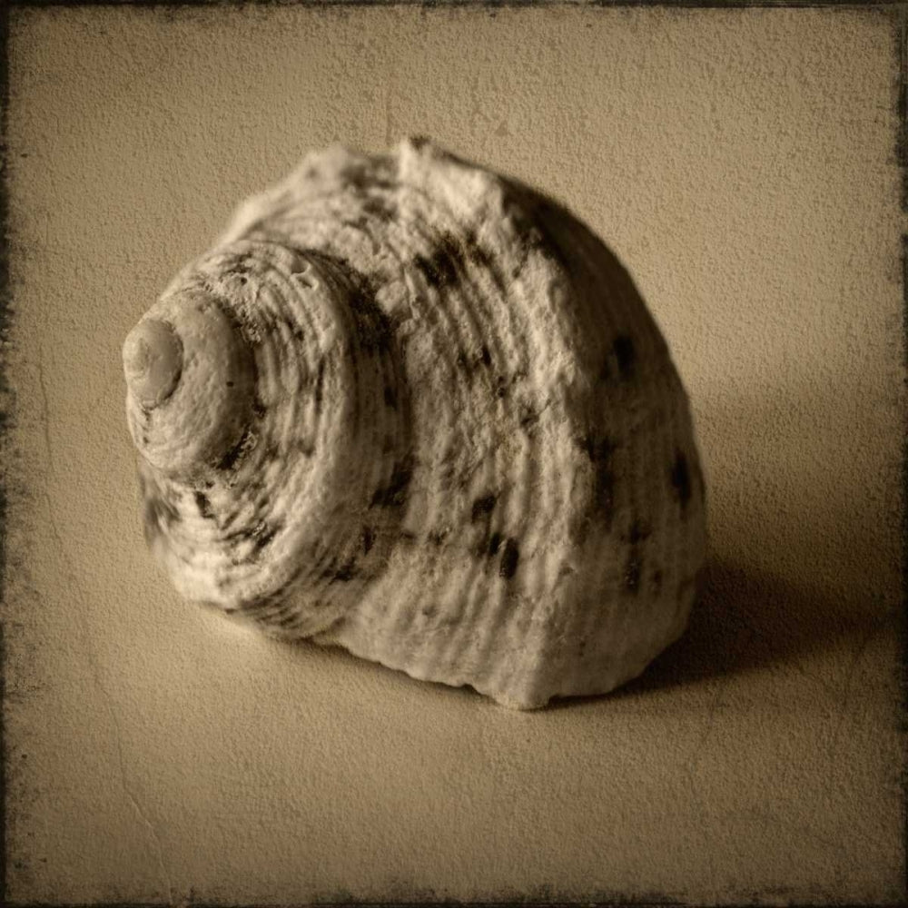 Seashell Study III Poster Print by Heather Jacks-VARPDXPOD5053 Image 2