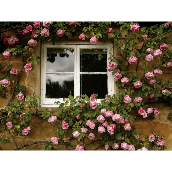 Costwalds Rose Poster Print by Janel Pahl-VARPDXPOD5210 Image 1