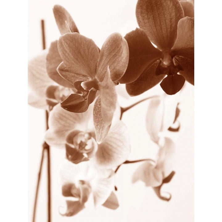 Dreamy Orchids I Poster Print by lly Szilagyi-VARPDXPOD5229 Image 2