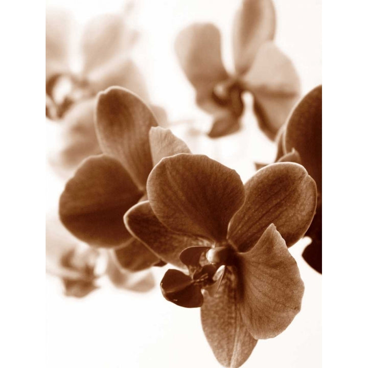 Dreamy Orchids II Poster Print by lly Szilagyi-VARPDXPOD5230 Image 1