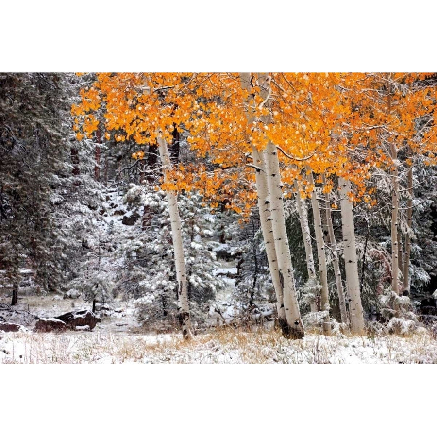 A Little Bit of Winter Poster Print by Mike Jones-VARPDXPOD5767 Image 1