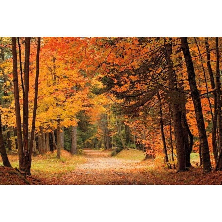 Autumn Walk Poster Print by Mike Jones-VARPDXPOD5828 Image 2