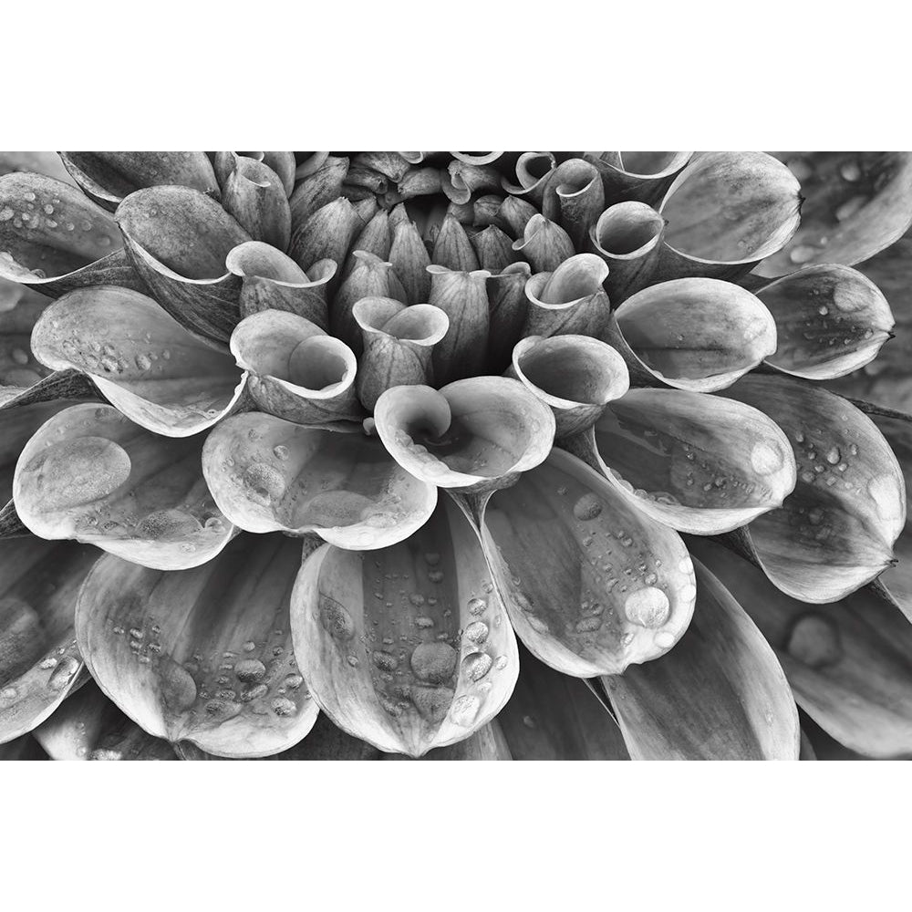 Silver Dahlia Poster Print by Dennis Frates-VARPDXPOD60265 Image 2