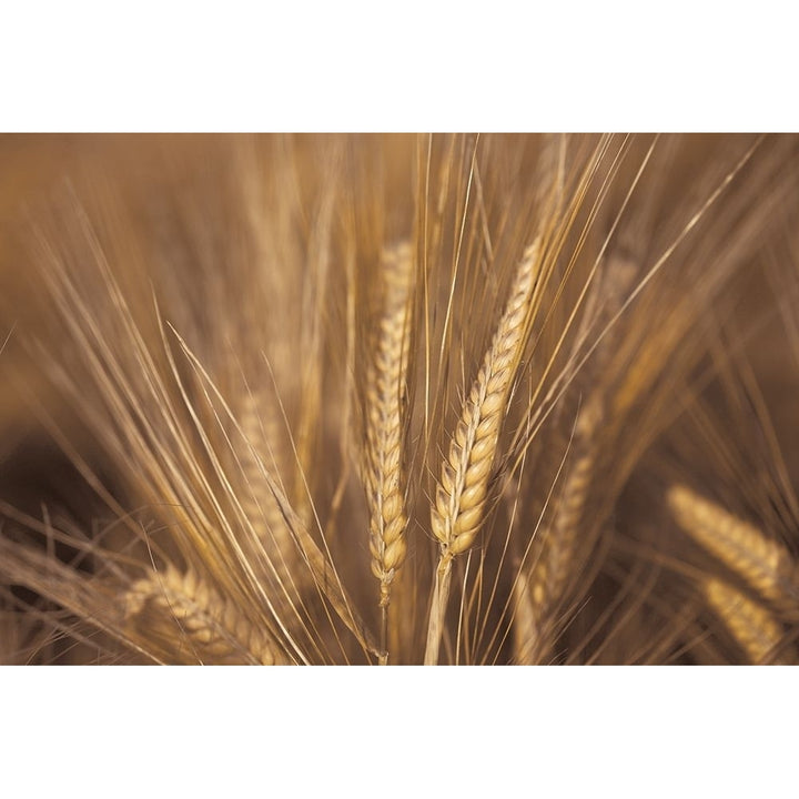 Wheat Field Poster Print by Assaf Frank-VARPDXPOD60384 Image 1