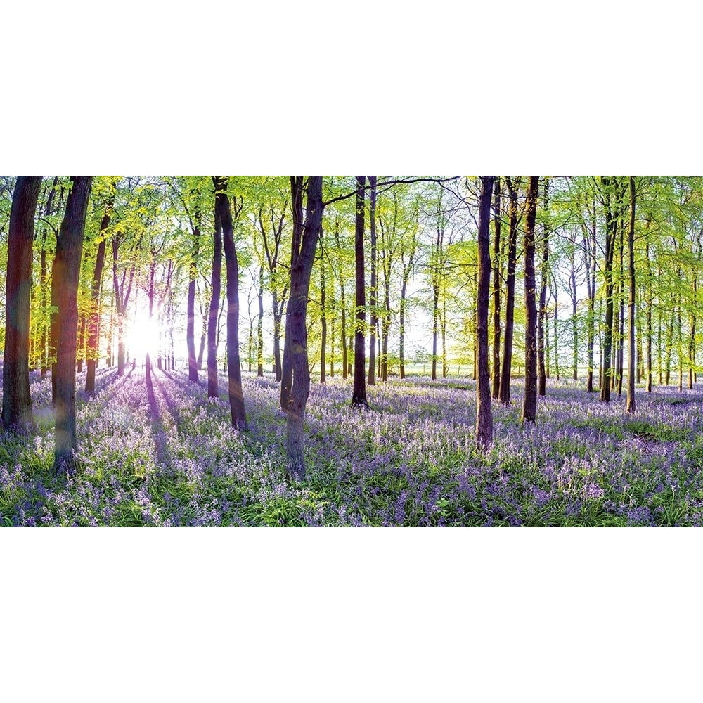 Bluebells And Sunrise Poster Print by Assaf Frank-VARPDXPOD60407 Image 2