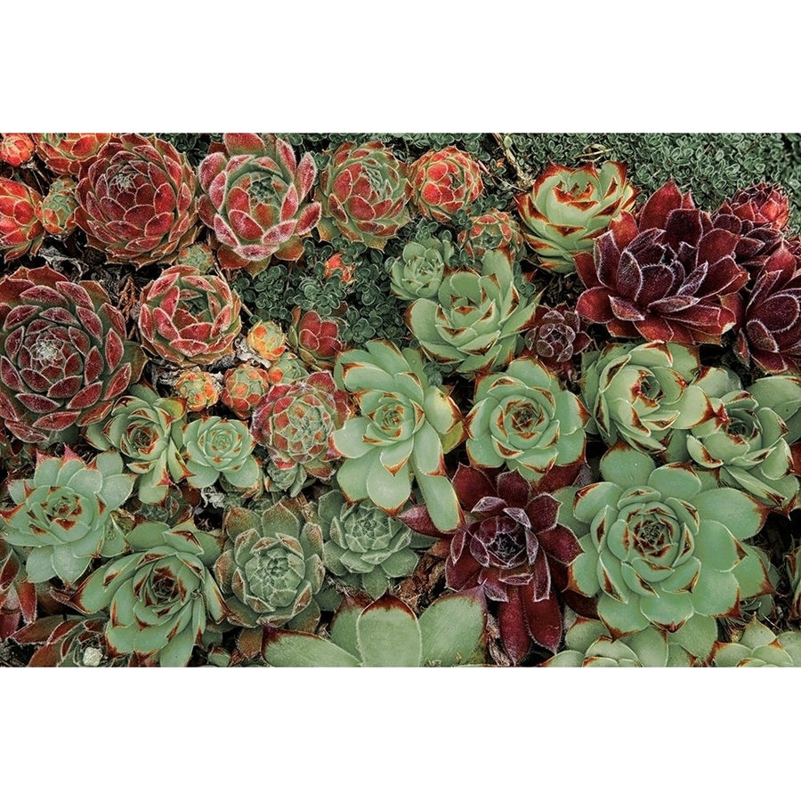 Succulent Collection Poster Print by Dennis Frates-VARPDXPOD60494 Image 1