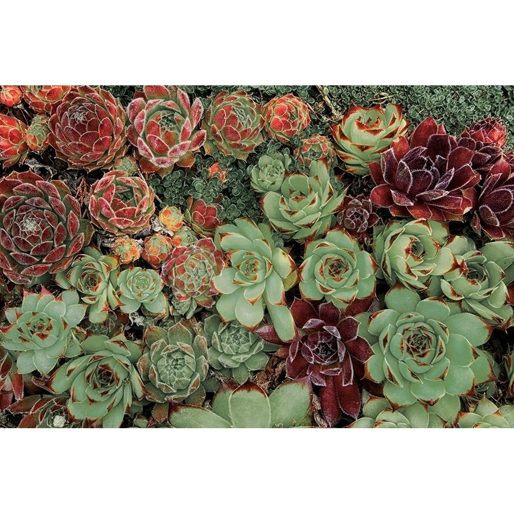 Succulent Collection Poster Print by Dennis Frates-VARPDXPOD60494 Image 2