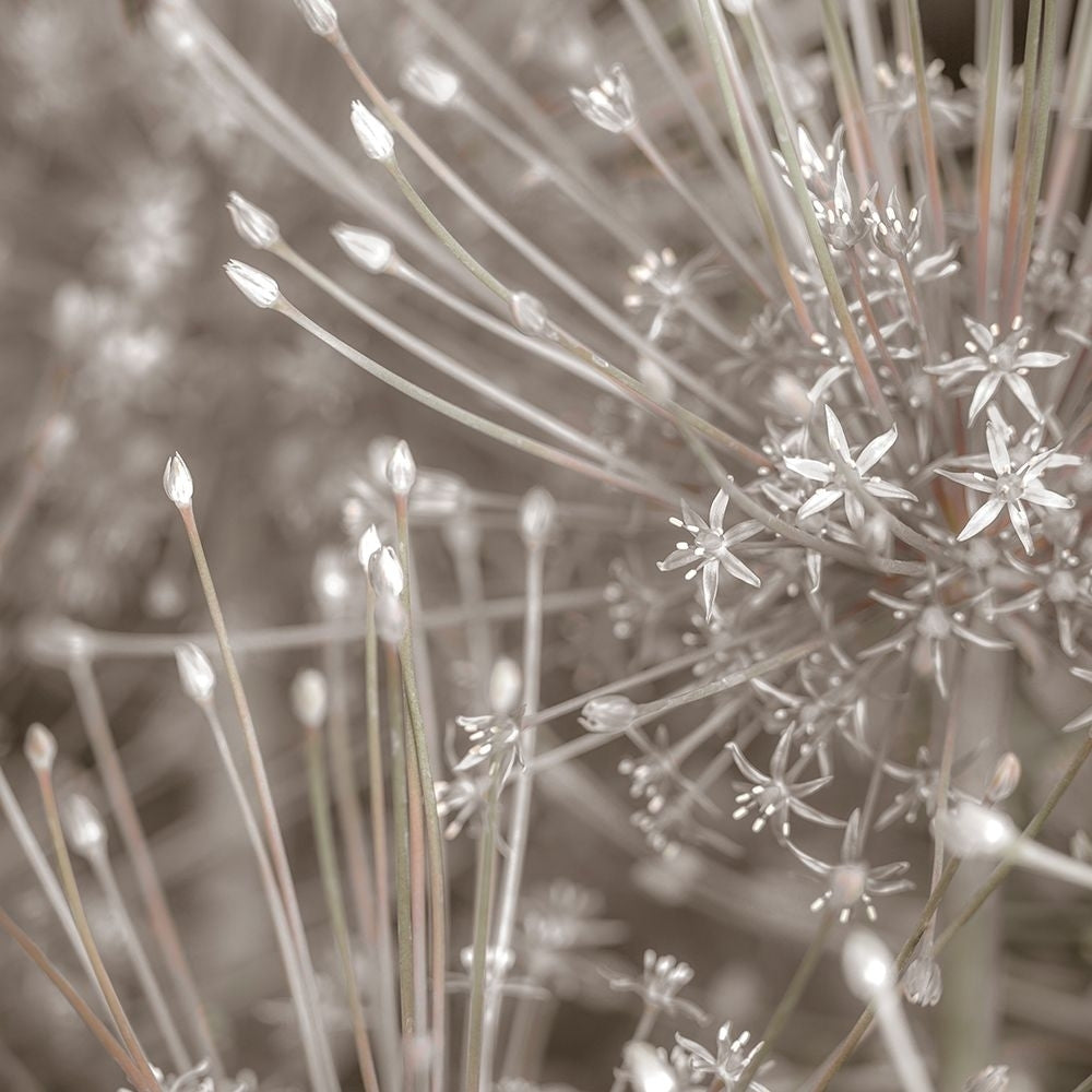 Silver Alliums Poster Print by Assaf Frank-VARPDXPOD60504 Image 2