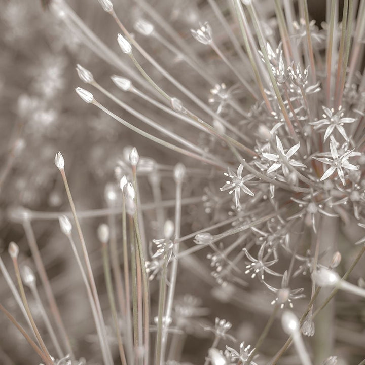 Silver Alliums Poster Print by Assaf Frank-VARPDXPOD60504 Image 1