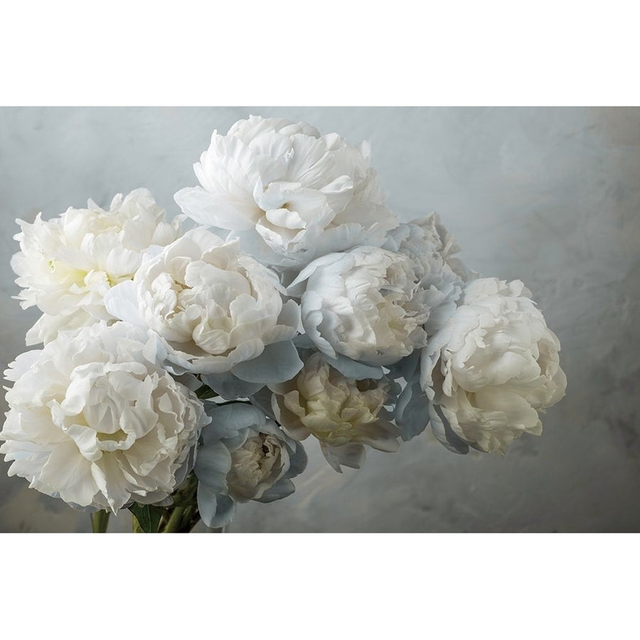 A Gift of Peonies Poster Print by Assaf Frank-VARPDXPOD60667 Image 1