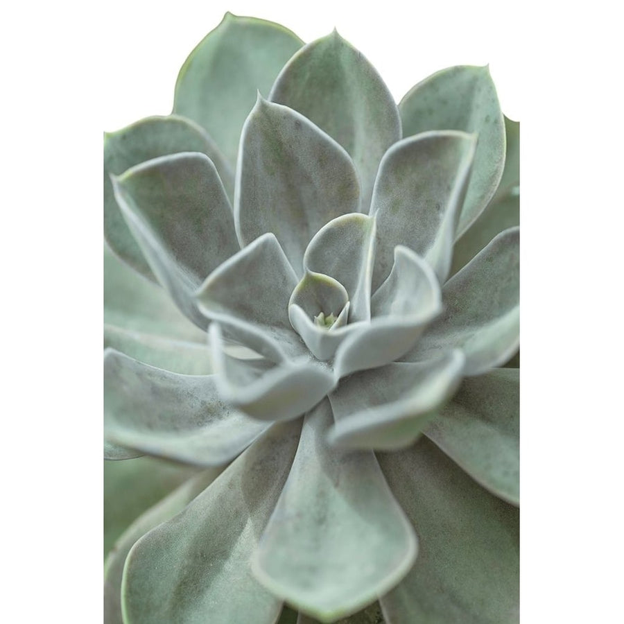 Echeveria Poster Print by Assaf Frank-VARPDXPOD60666 Image 1