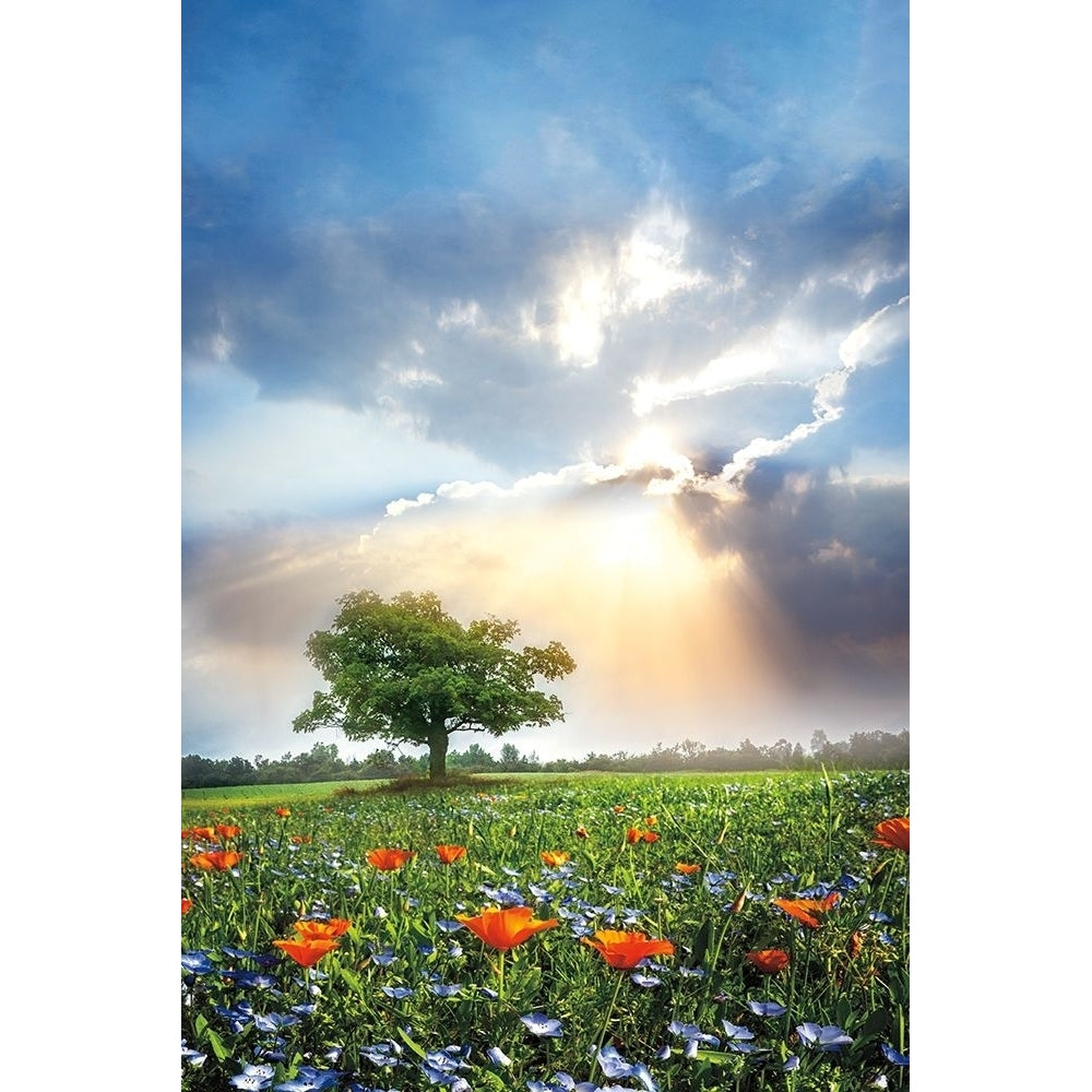 Glowing Sunset After the Rain Poster Print by Celebrate Life Gallery Celebrate Life Gallery-VARPDXPOD60704 Image 1