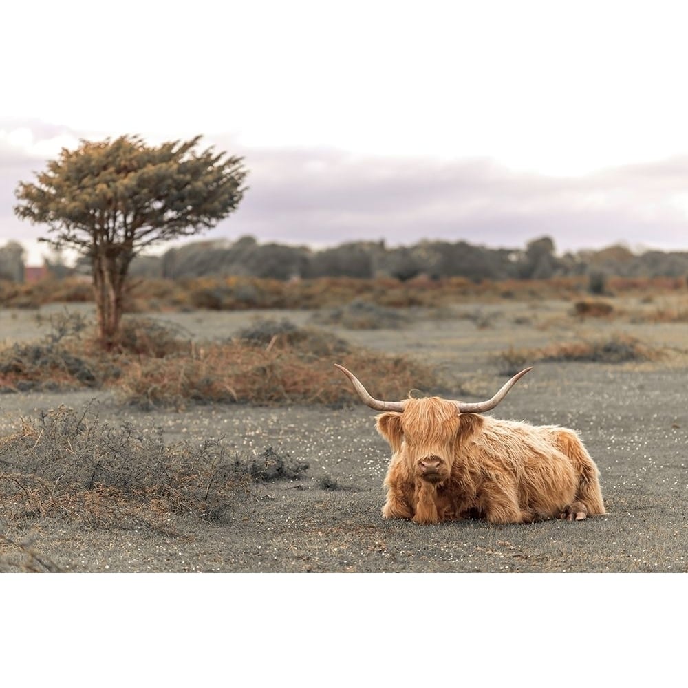 Highland Cow II Poster Print by Assaf Frank-VARPDXPOD60774 Image 1