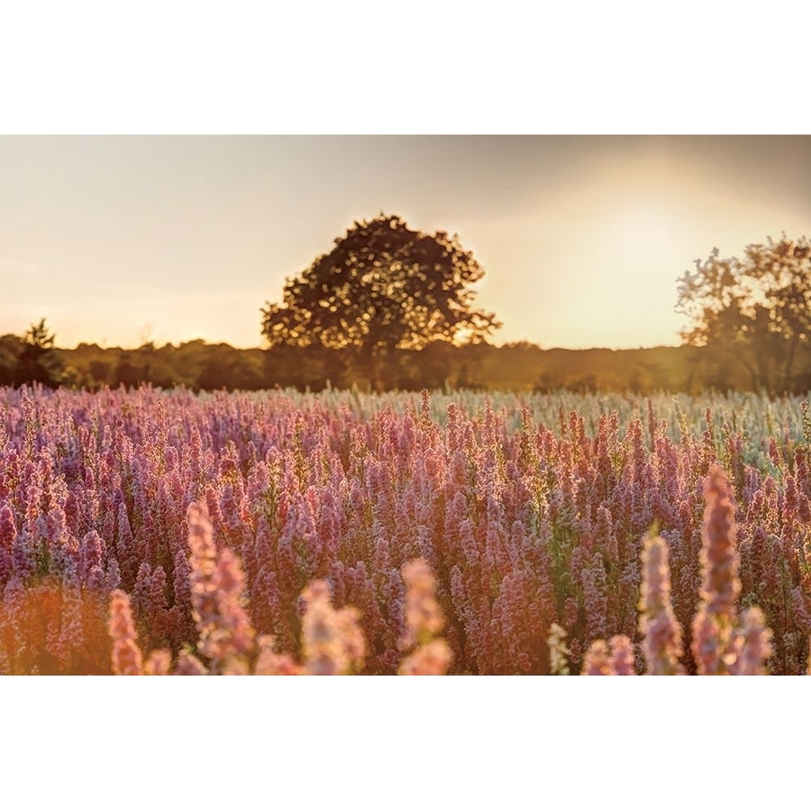 Delphinium Sunset Poster Print by Assaf Frank-VARPDXPOD60768 Image 1