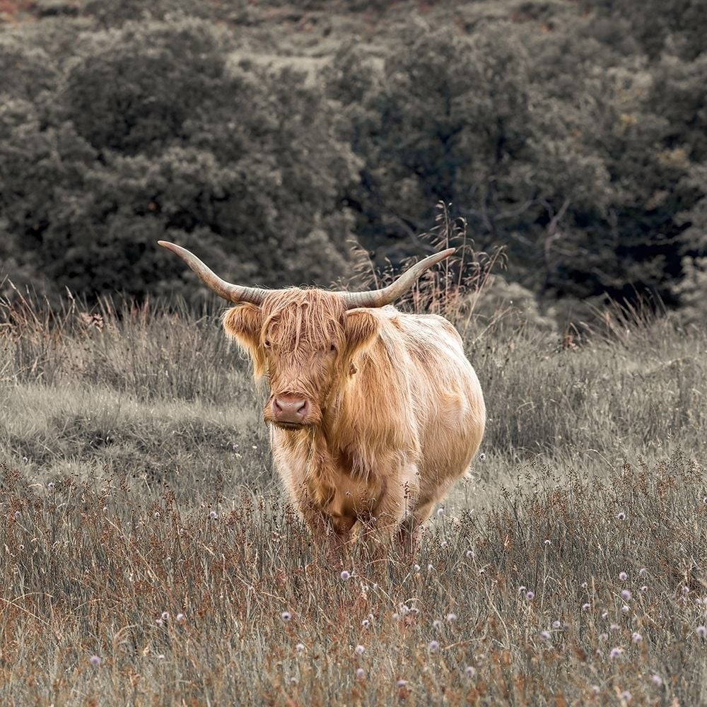 Highland Cow I Poster Print by Assaf Frank-VARPDXPOD60773 Image 1