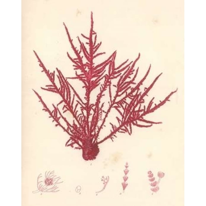 Red Botanical Study II Poster Print by Kimberly Poloson-VARPDXPOL313 Image 2