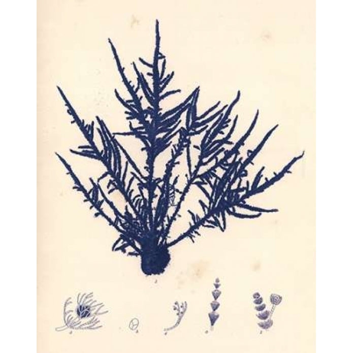 Blue Botanical Study II Poster Print by Kimberly Poloson-VARPDXPOL317 Image 1