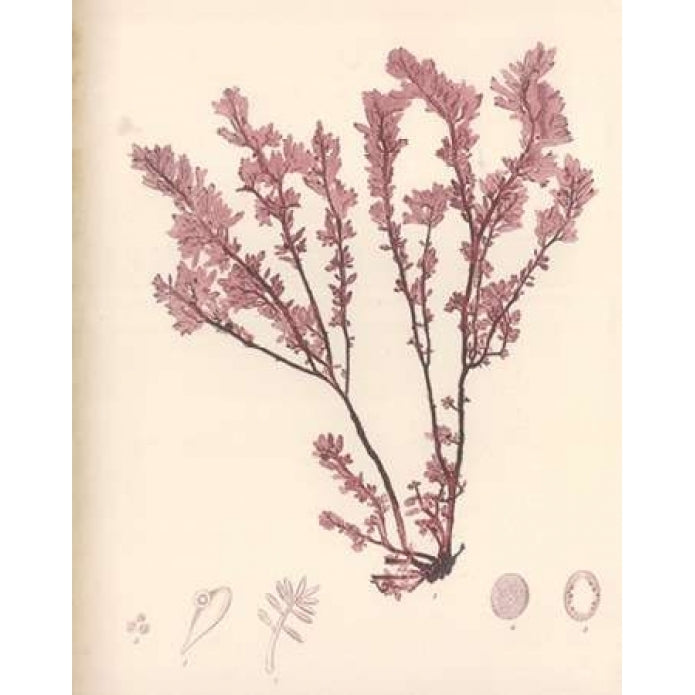 Red Botanical Study III Poster Print by Kimberly Poloson-VARPDXPOL314 Image 2