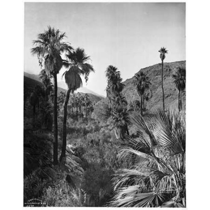 Palm Canyon Palm Springs c 1903 Poster Print by Anonymous-VARPDXPP12 Image 1