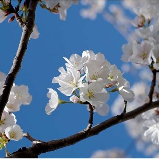 Apple Blossoms I Poster Print by Monika Burkhart-VARPDXPSBHT236 Image 1