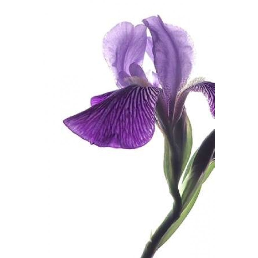 Purple Iris II Poster Print by Monika Burkhart-VARPDXPSBHT241 Image 1