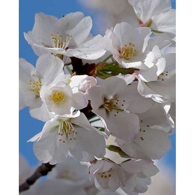 Apple Blossoms IV Poster Print by Monika Burkhart-VARPDXPSBHT239 Image 2