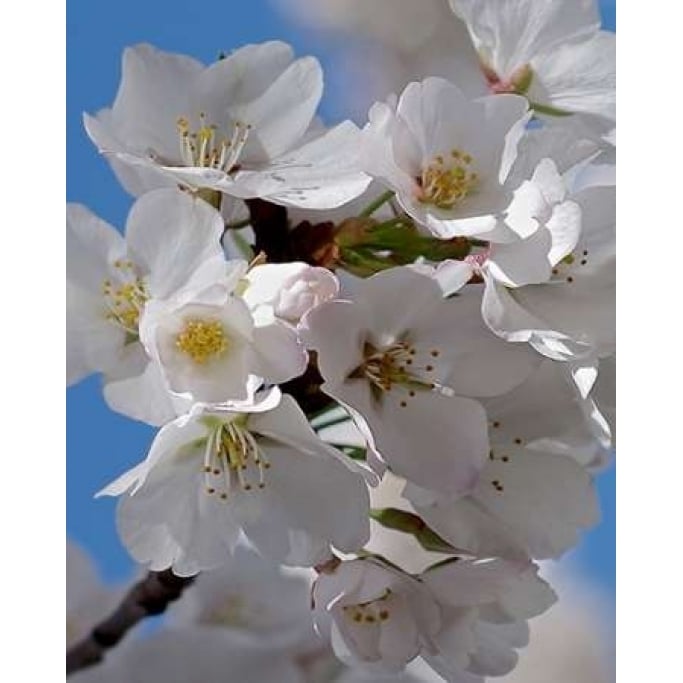 Apple Blossoms IV Poster Print by Monika Burkhart-VARPDXPSBHT239 Image 1