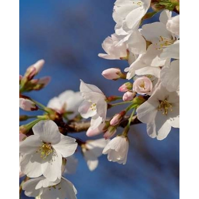 Apple Blossoms III Poster Print by Monika Burkhart-VARPDXPSBHT238 Image 1