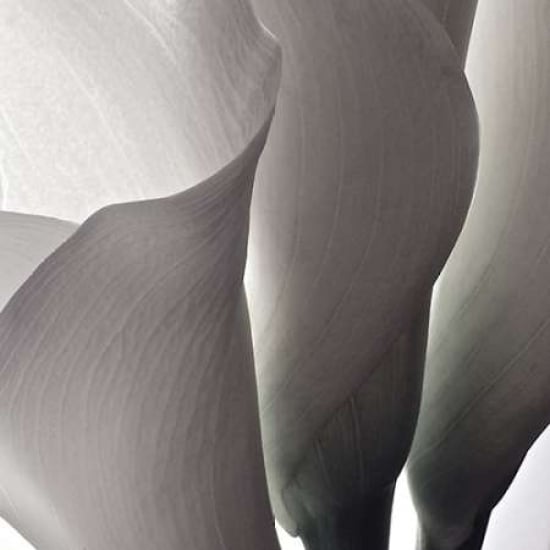 White Callas III Poster Print by Monika Burkhart-VARPDXPSBHT250 Image 2