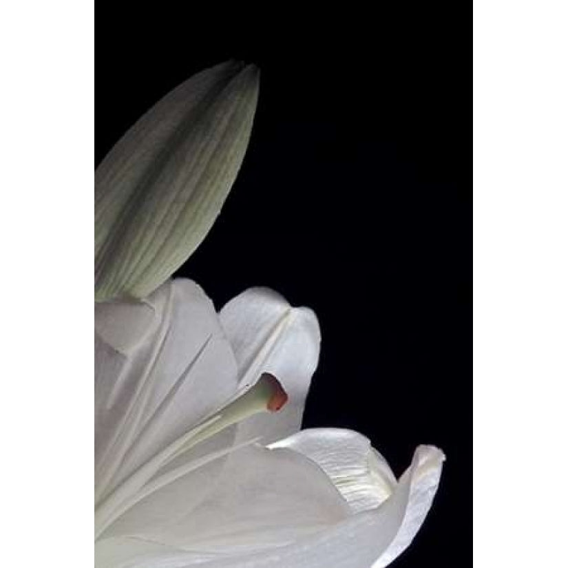 White Lilies III Poster Print by Monika Burkhart-VARPDXPSBHT246 Image 1