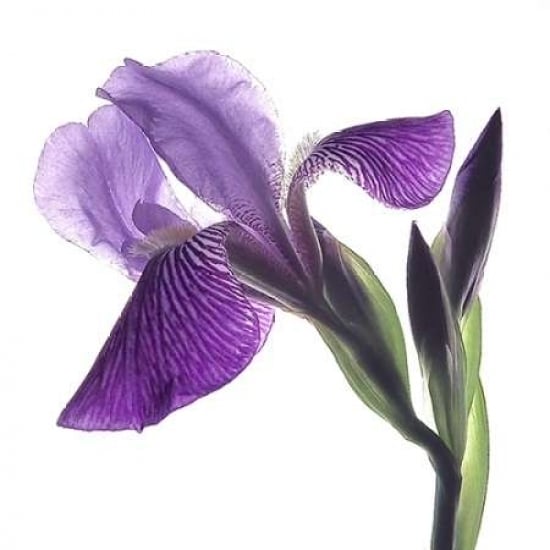 Purple Iris III Poster Print by Monika Burkhart-VARPDXPSBHT242 Image 2